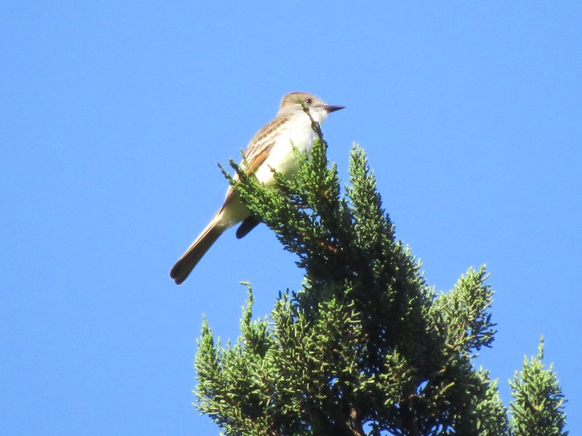 Ash-throated Flycatcher - ML55047921