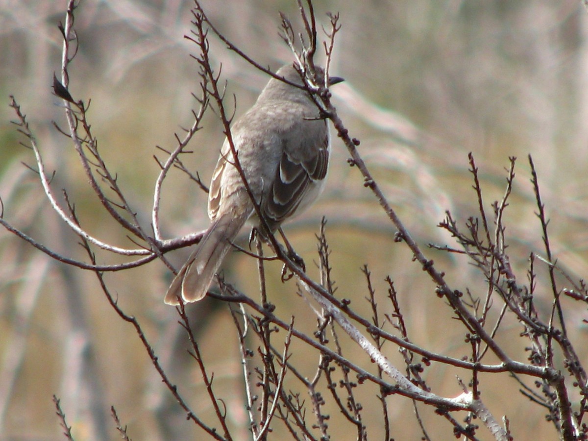 Northern Mockingbird - ML550479351