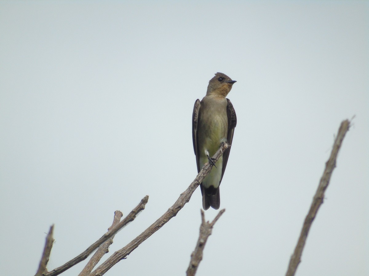 Southern Rough-winged Swallow - ML550480131