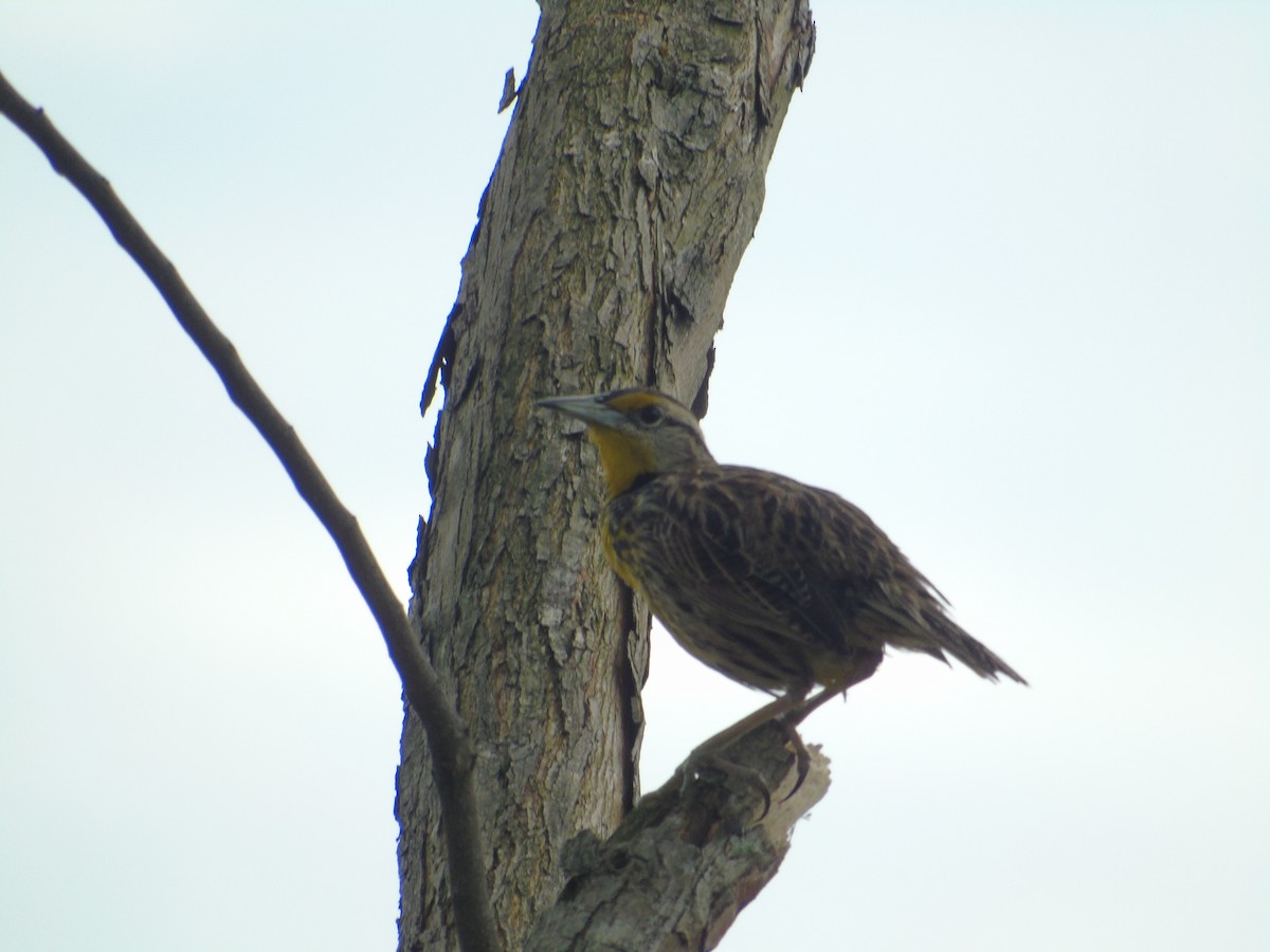 Eastern Meadowlark - ML550480741