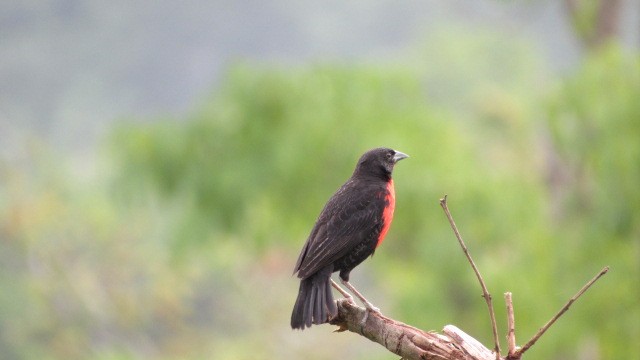 Red-breasted Meadowlark - ML550481261