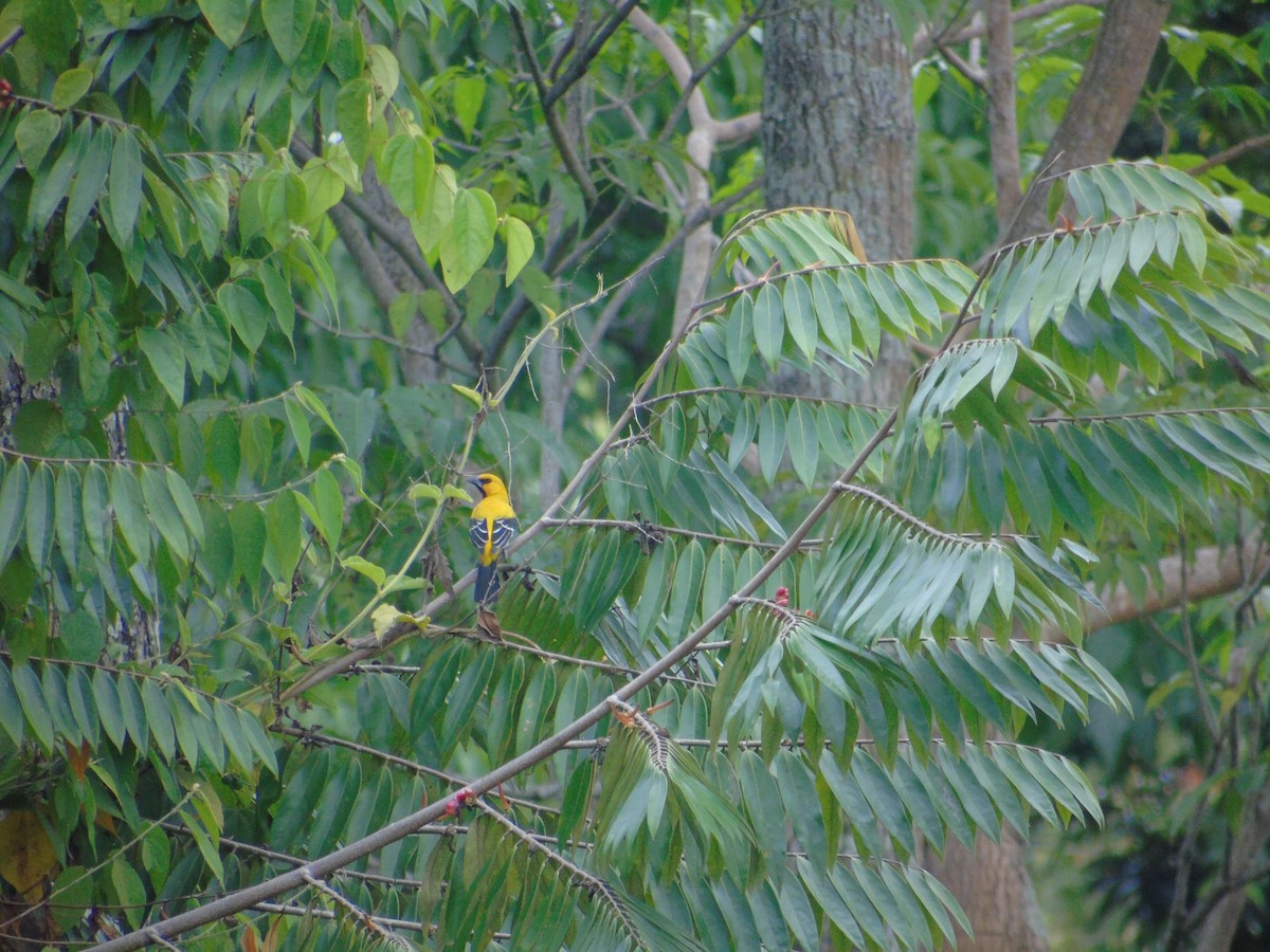Yellow Oriole - ML550481851