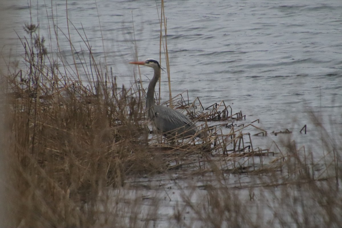 Great Blue Heron - ML550481951