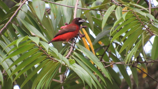 Crimson-backed Tanager - ML550481981