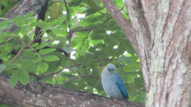Blue-gray Tanager - ML550482191