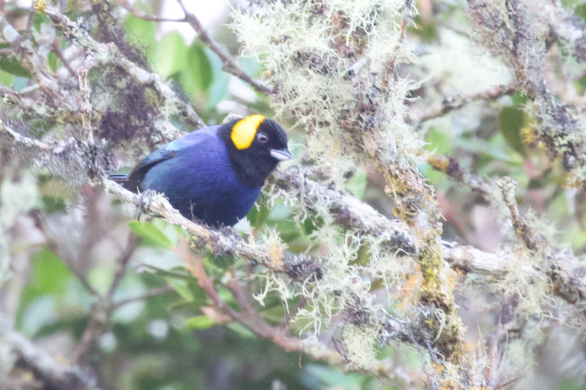 Yellow-scarfed Tanager - ML550482231