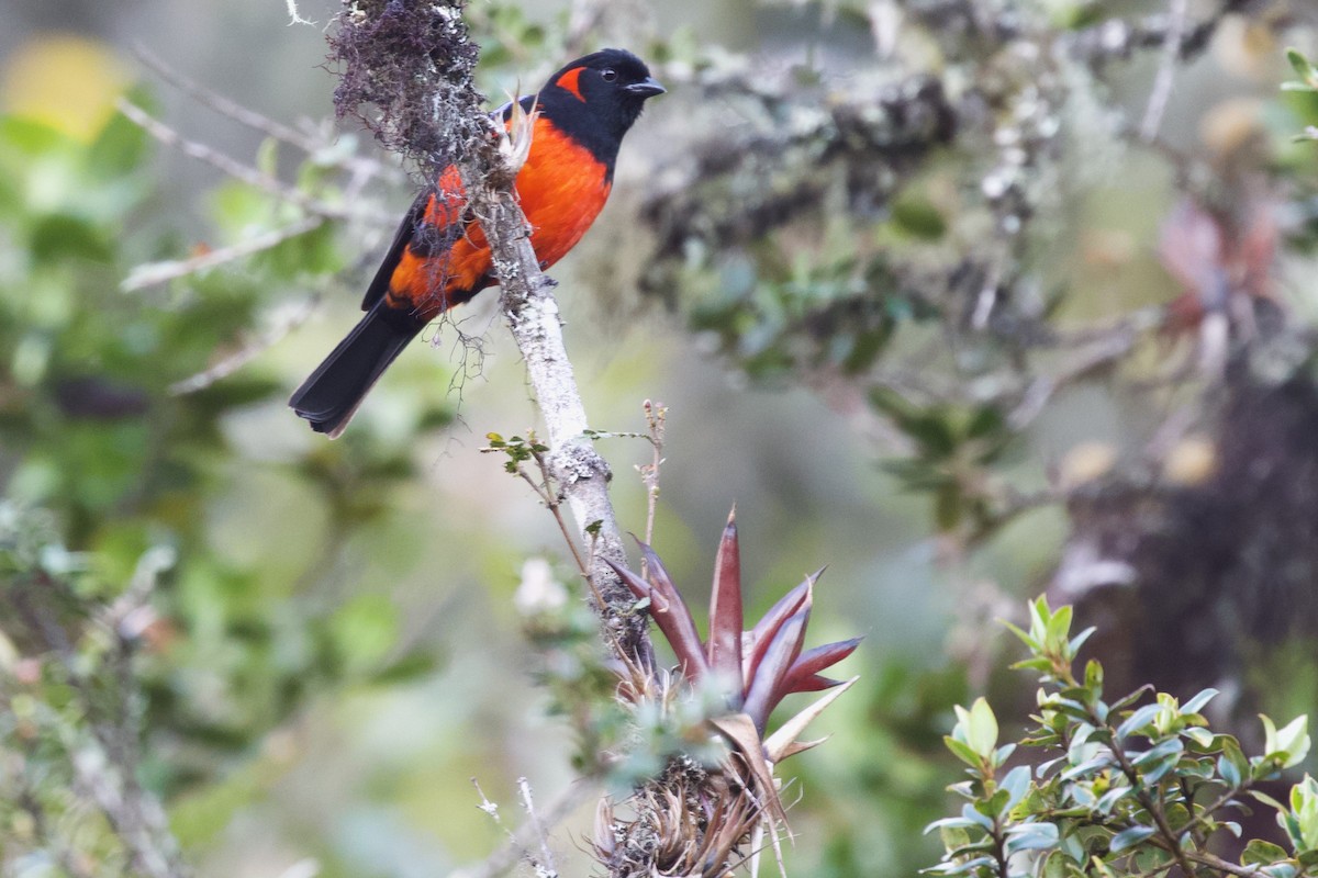 Scarlet-bellied Mountain Tanager - ML550482381