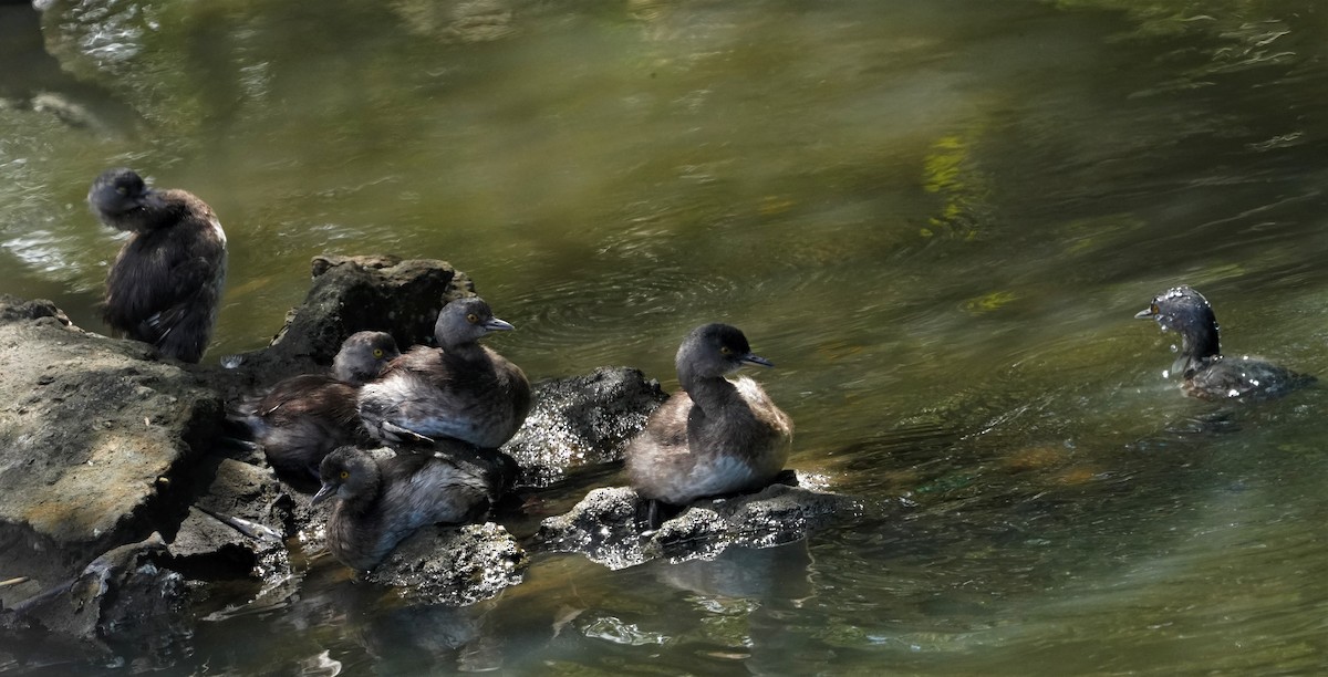 Least Grebe - ML550482431