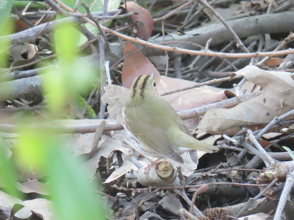 Ovenbird - ML550482481