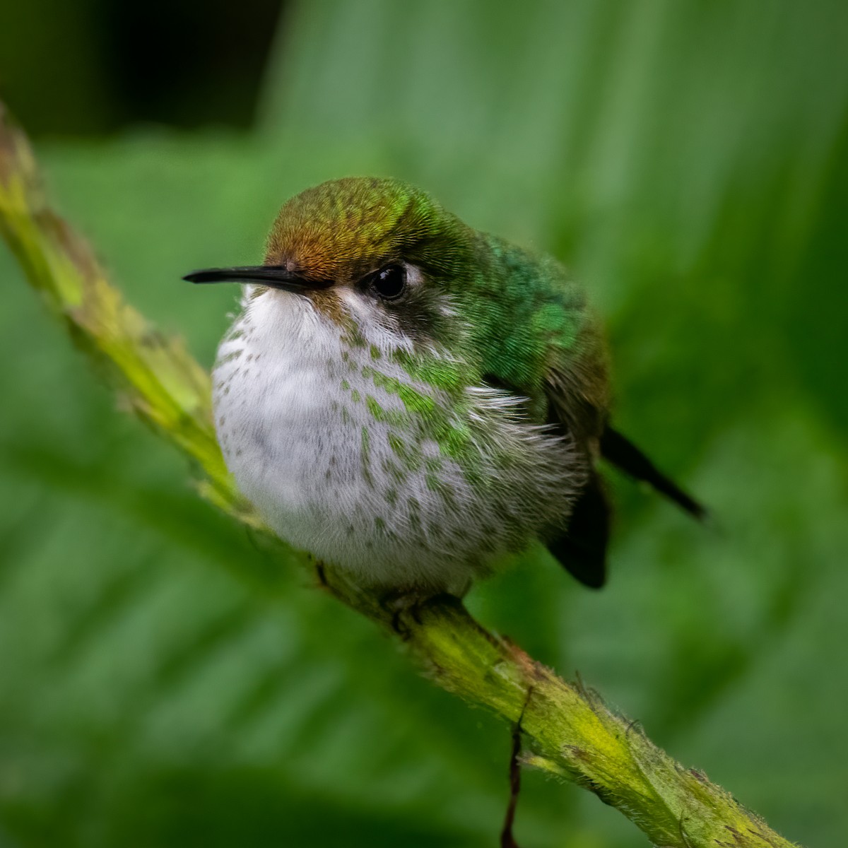 Colibri du Tolima - ML550482611