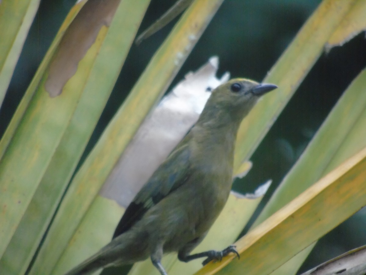 Palm Tanager - ML550482631