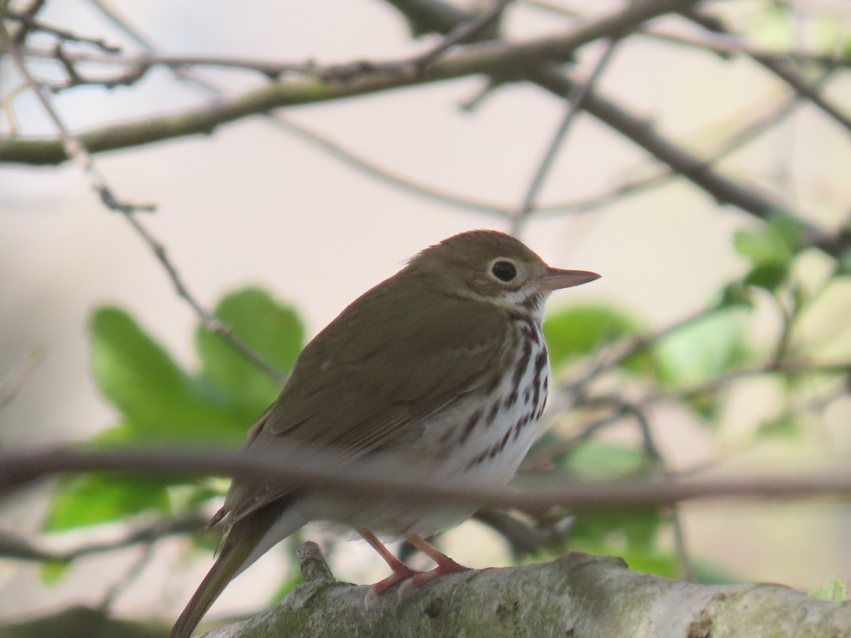 Ovenbird - ML550482821