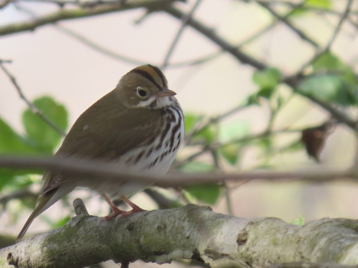 Ovenbird - ML550482941