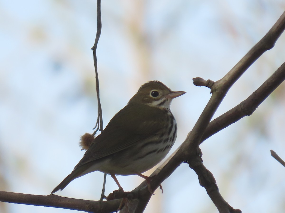 Ovenbird - ML550484271