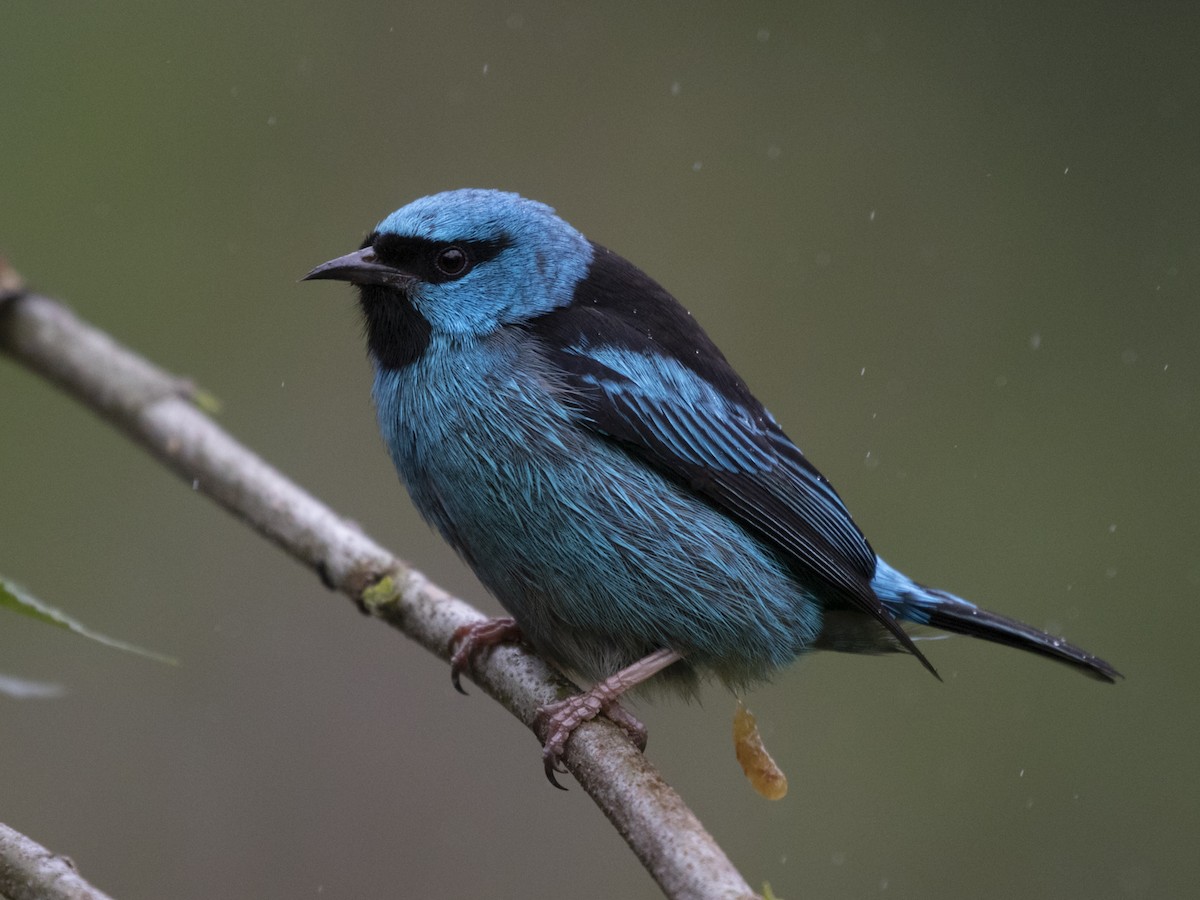 Blue Dacnis - Silvia Faustino Linhares