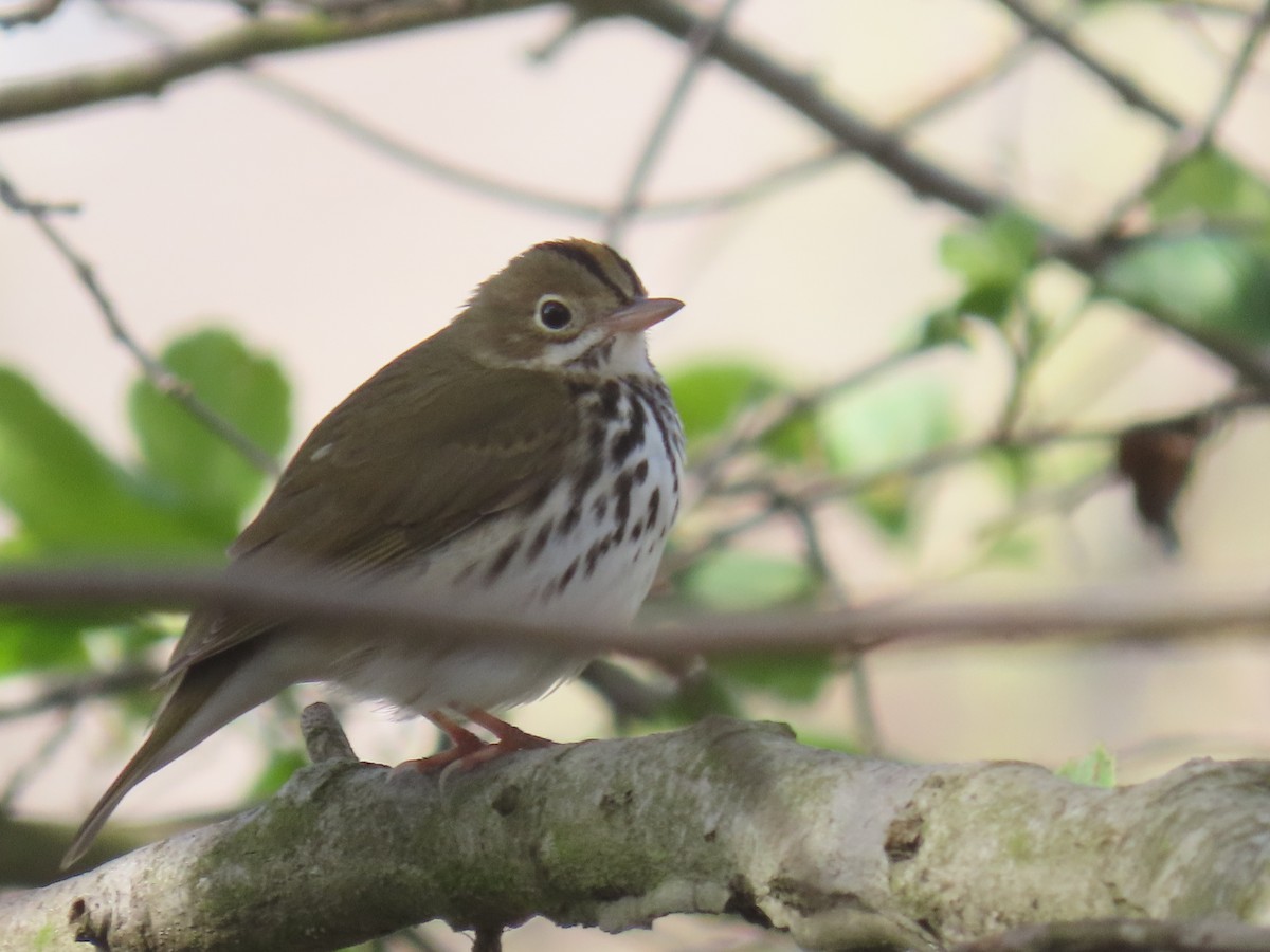 カマドムシクイ - ML550484481