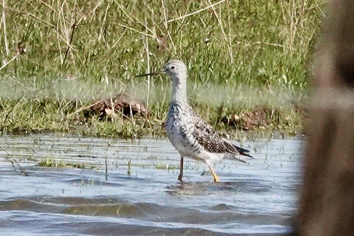 Greater Yellowlegs - ML550484791