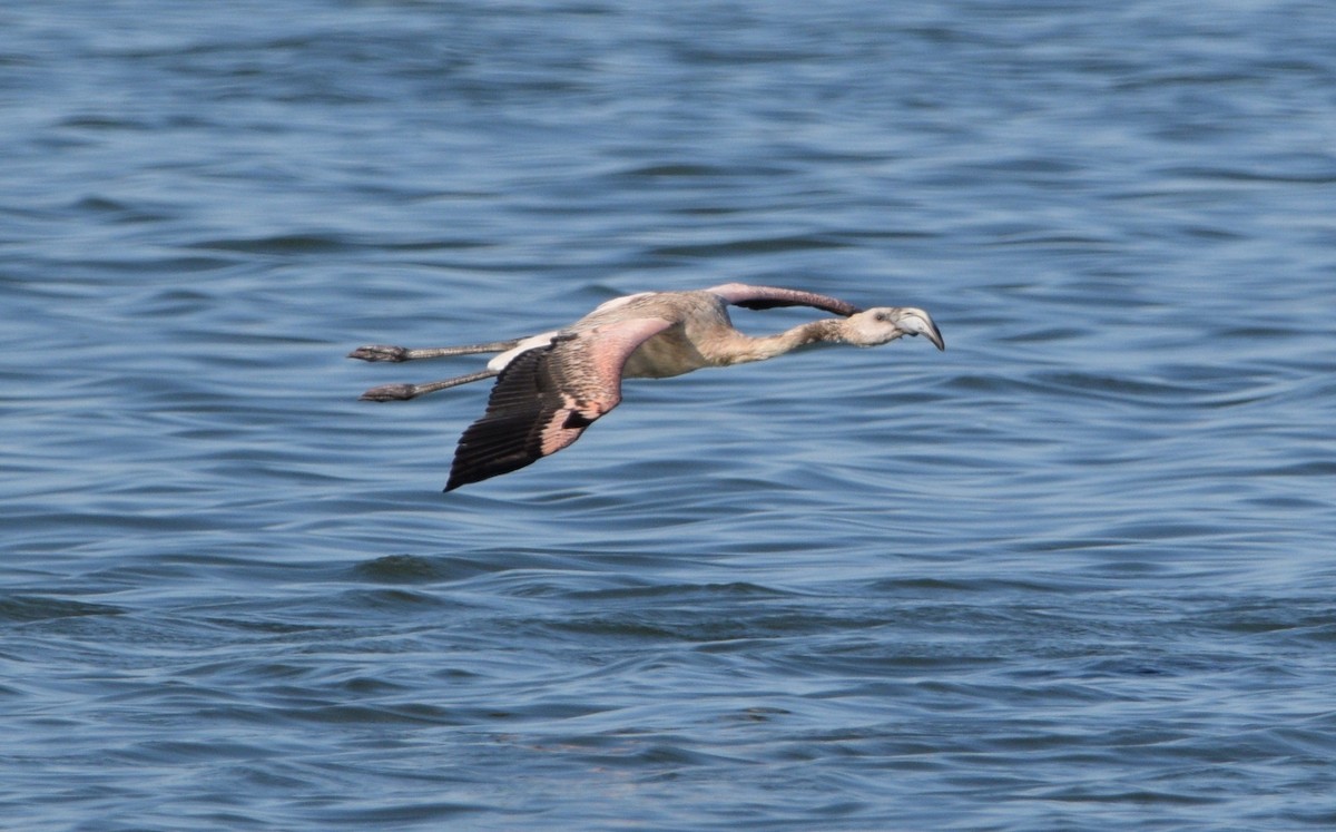 Chilean Flamingo - ML550485571