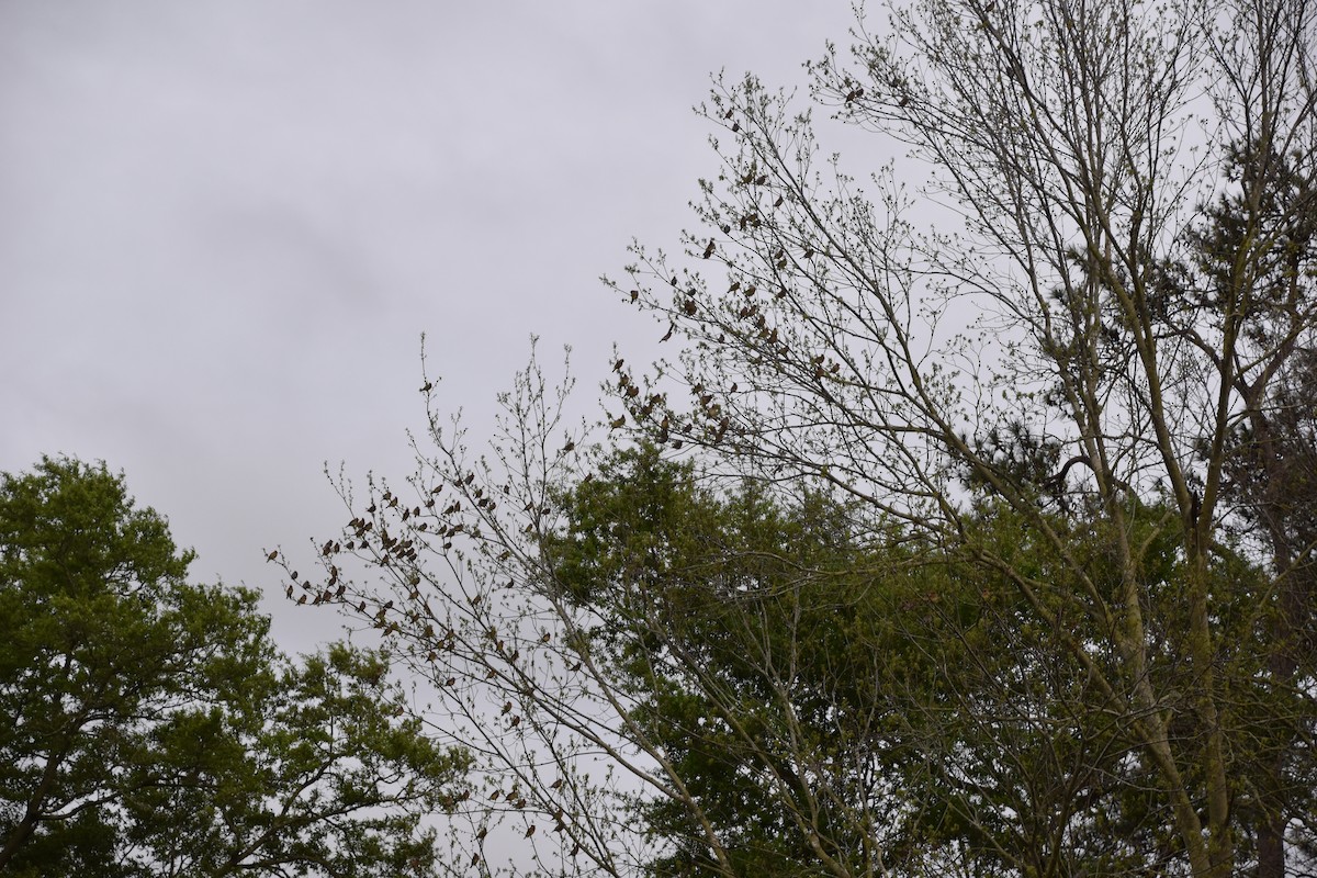 Cedar Waxwing - ML550485641