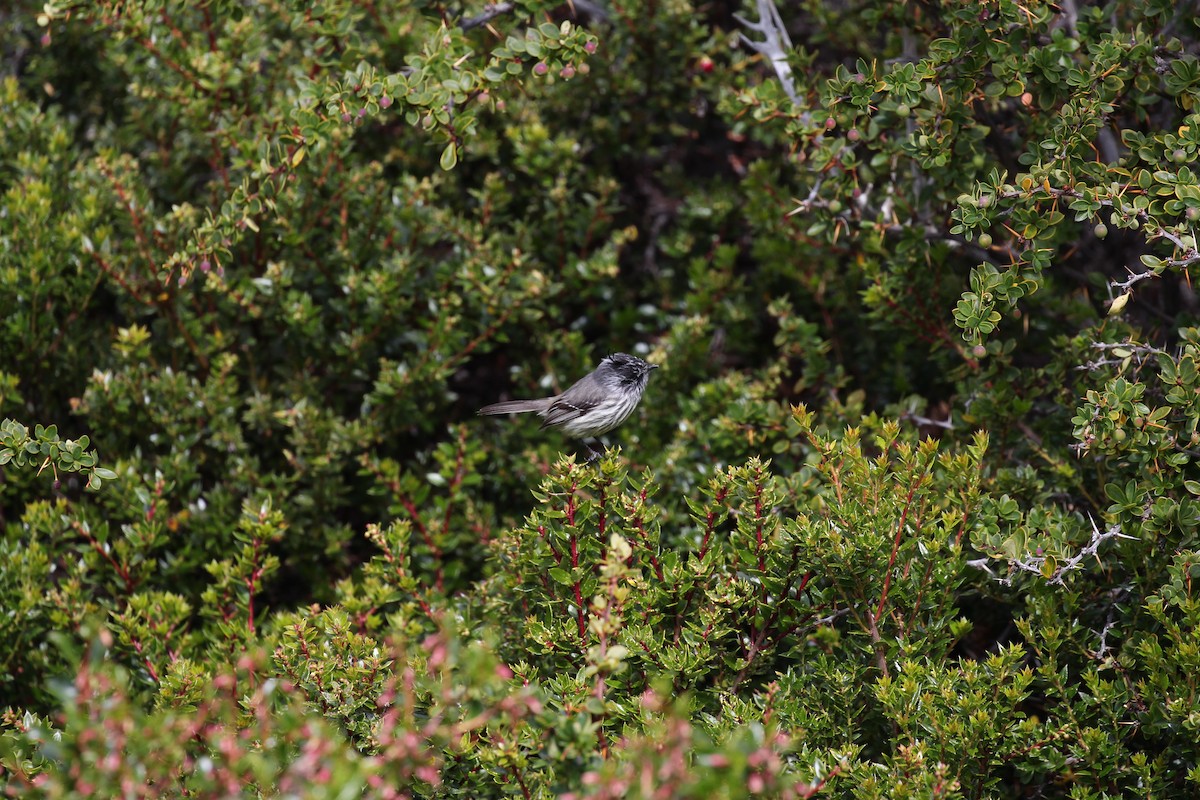Tufted Tit-Tyrant - ML550485781