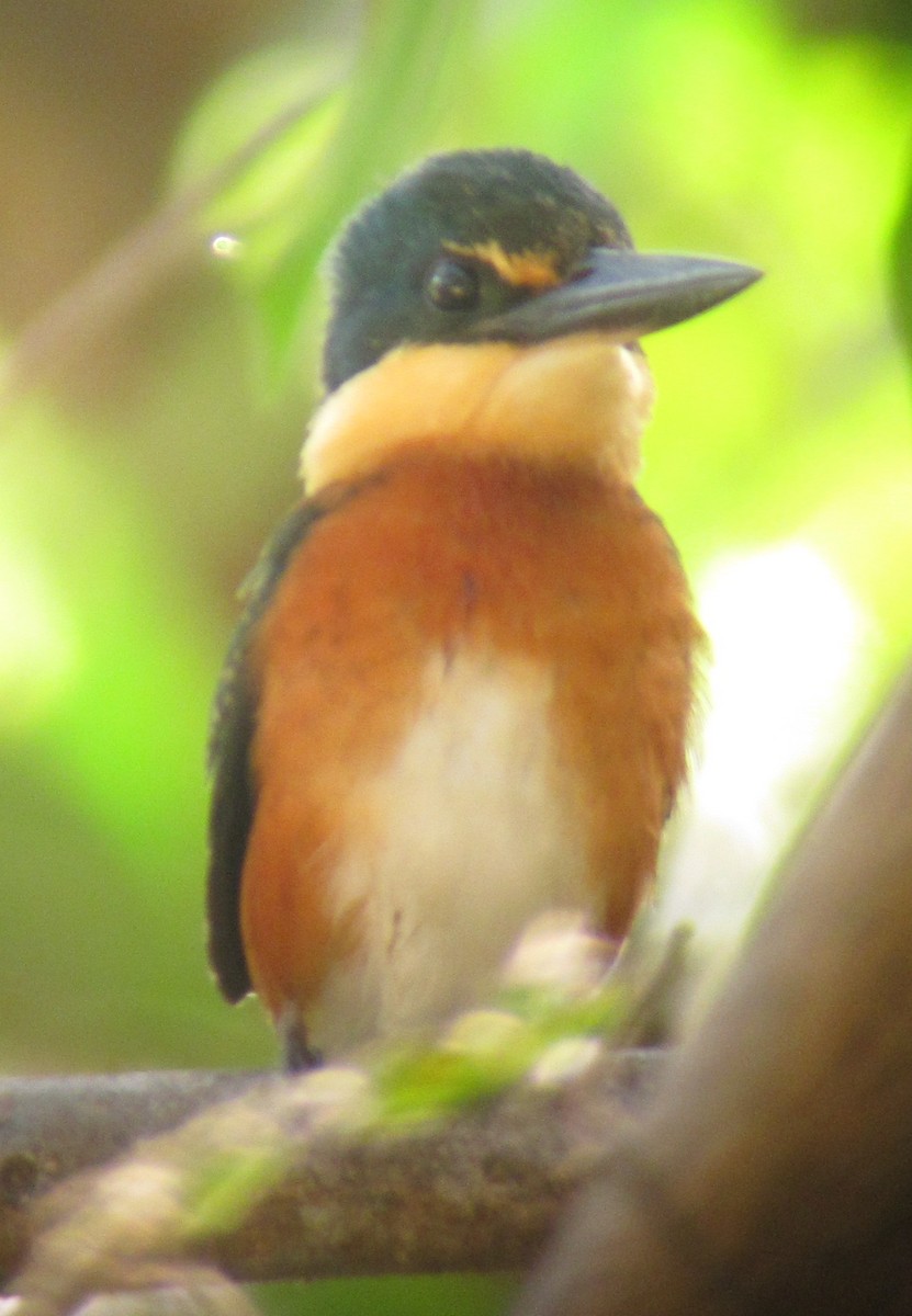 American Pygmy Kingfisher - Carl Winstead