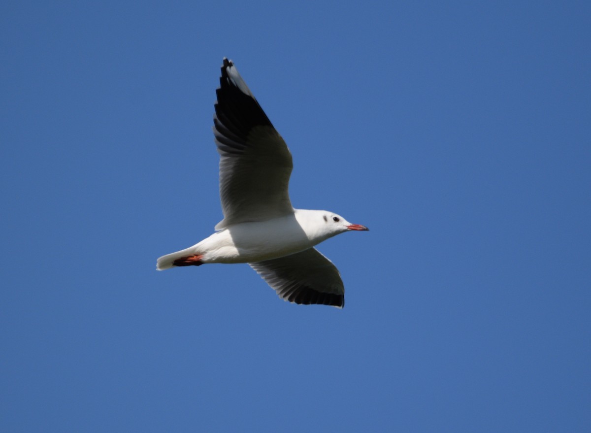 Brown-hooded Gull - ML550485921