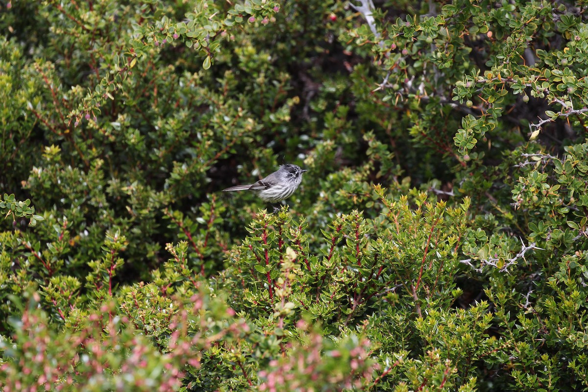 Tufted Tit-Tyrant - ML550486691