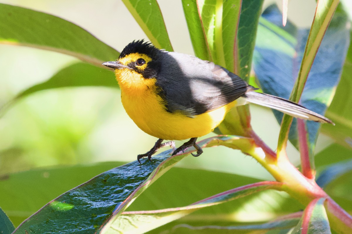 Spectacled Redstart - ML550487131