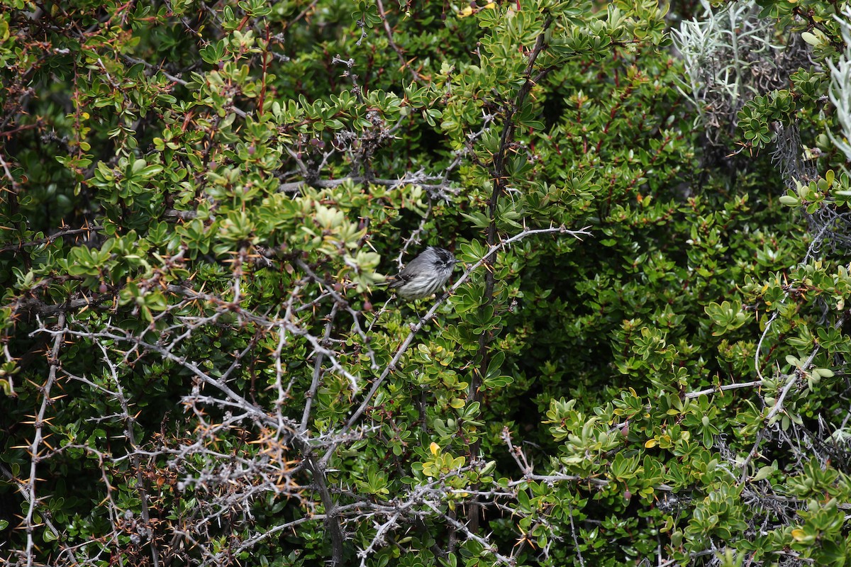 Tufted Tit-Tyrant - ML550487621