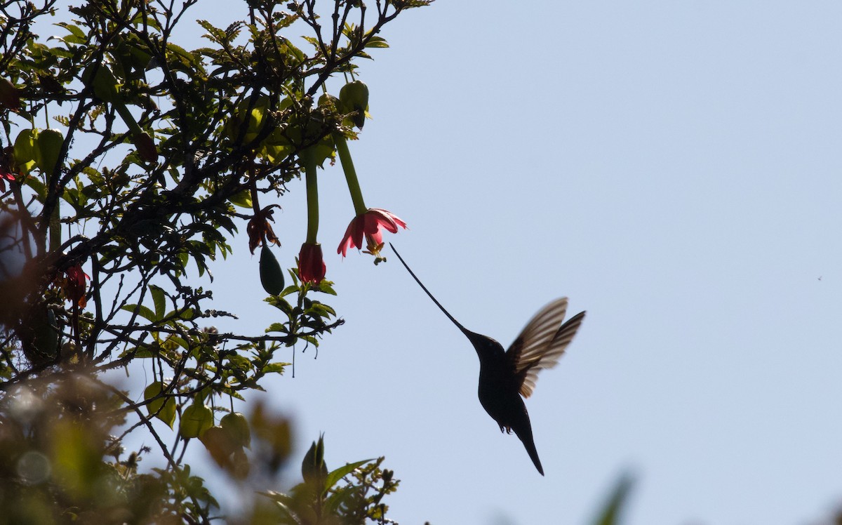Sword-billed Hummingbird - Luciano Naka