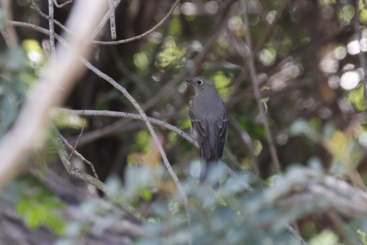 Townsend's Solitaire - ML550489301