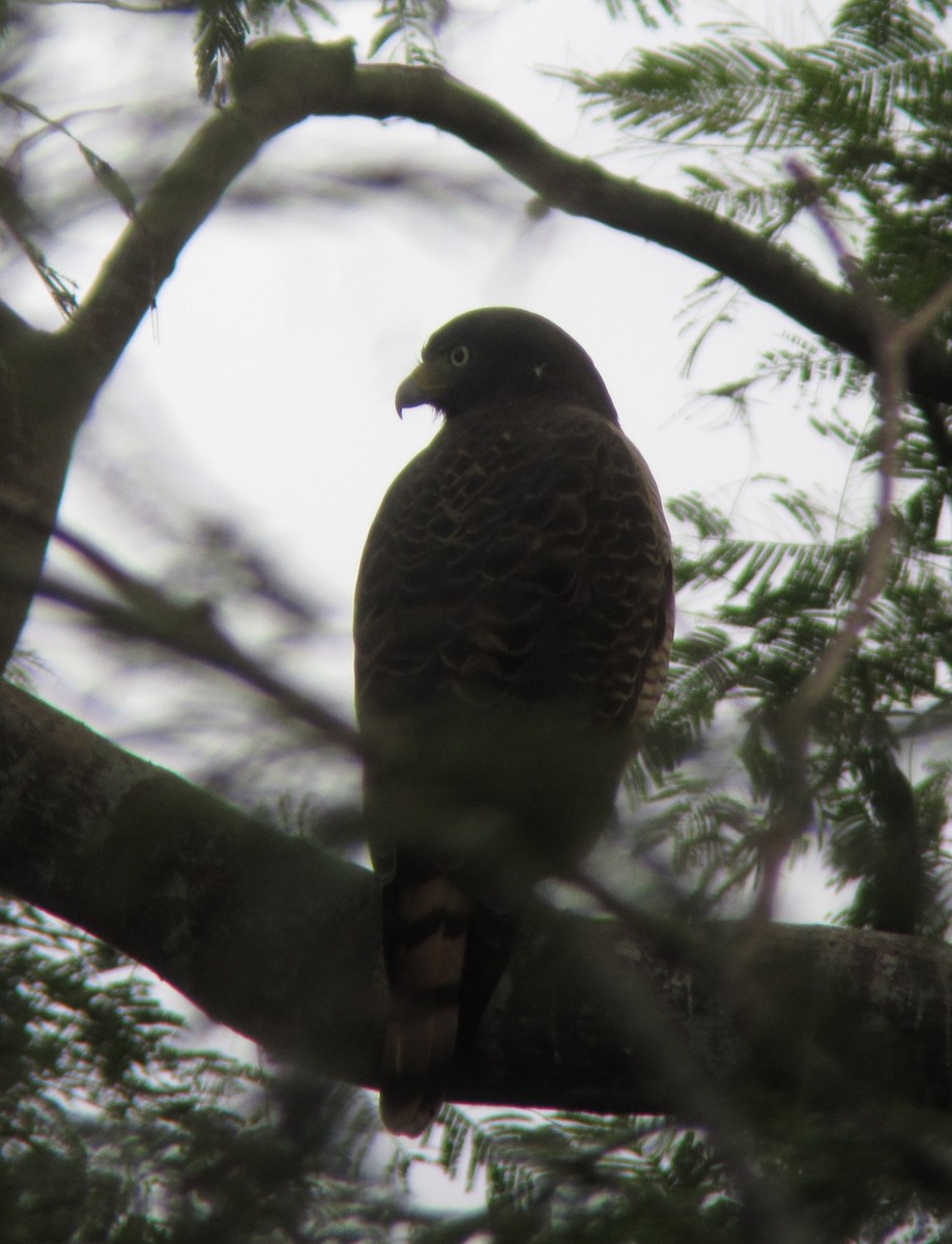 Roadside Hawk - ML550489781