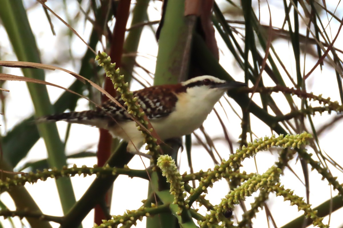 Rufous-naped Wren - ML550491441