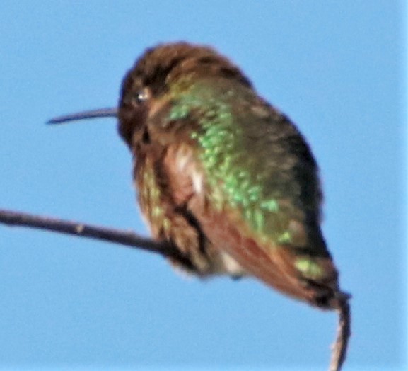Anna's Hummingbird - ML550491771