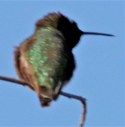 Anna's Hummingbird - ML550491781