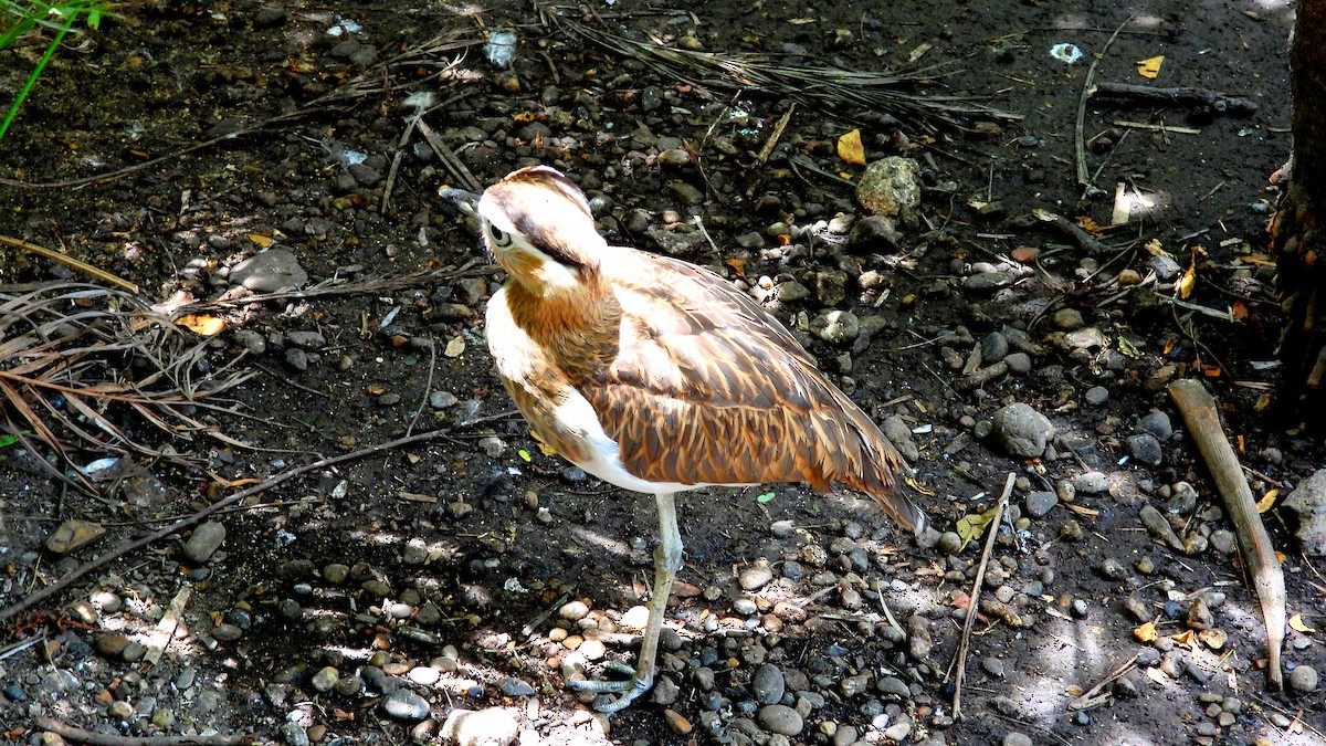 Double-striped Thick-knee - ML550491791