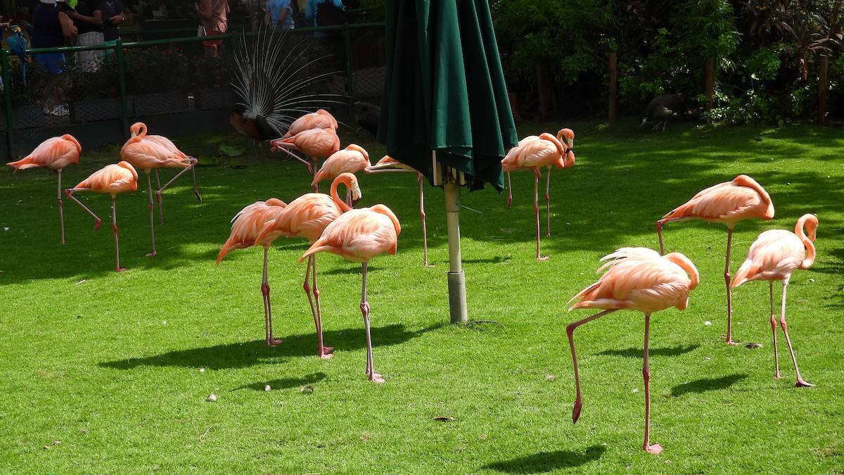 Amerika Flamingosu - ML550493701