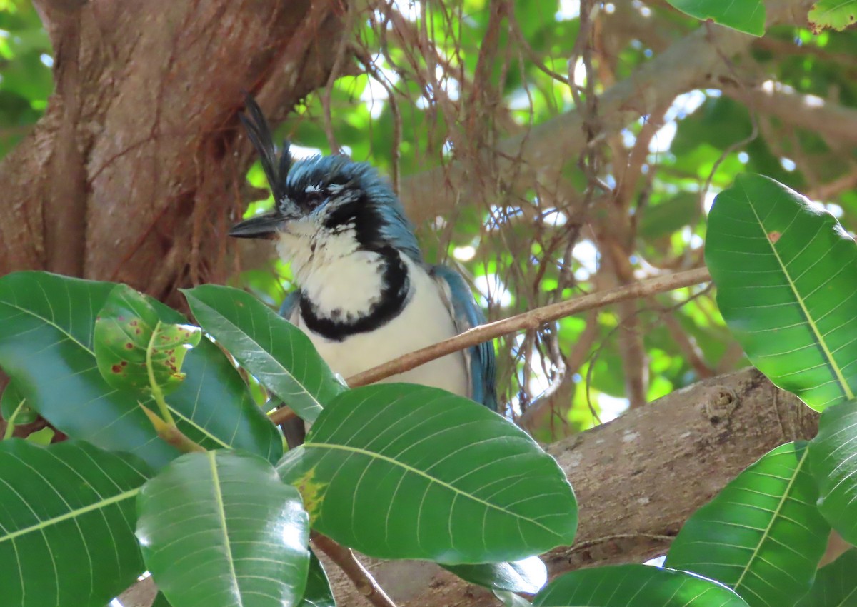 White-throated Magpie-Jay - ML550494611