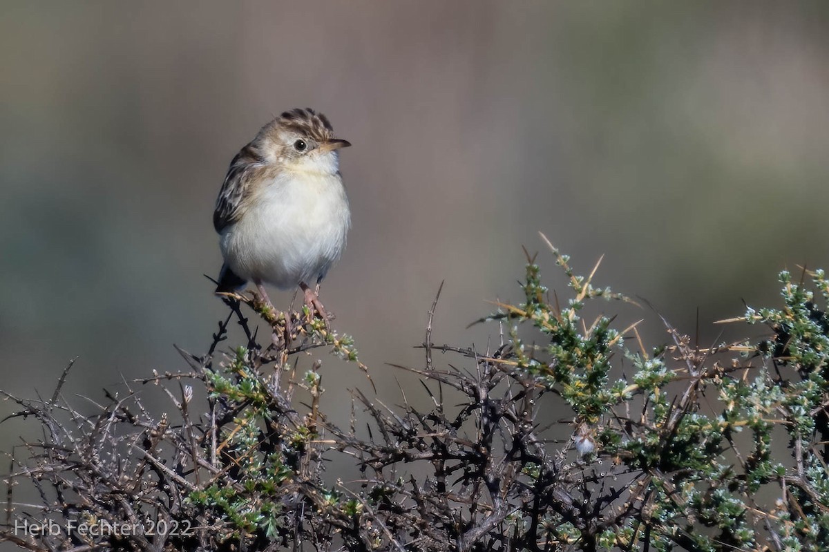 Desert Cisticola - ML550494871