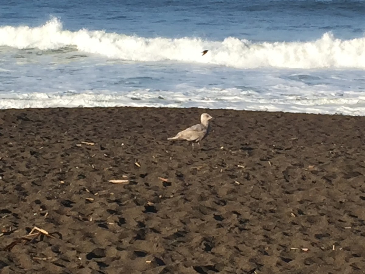 Glaucous-winged Gull - ML55049511