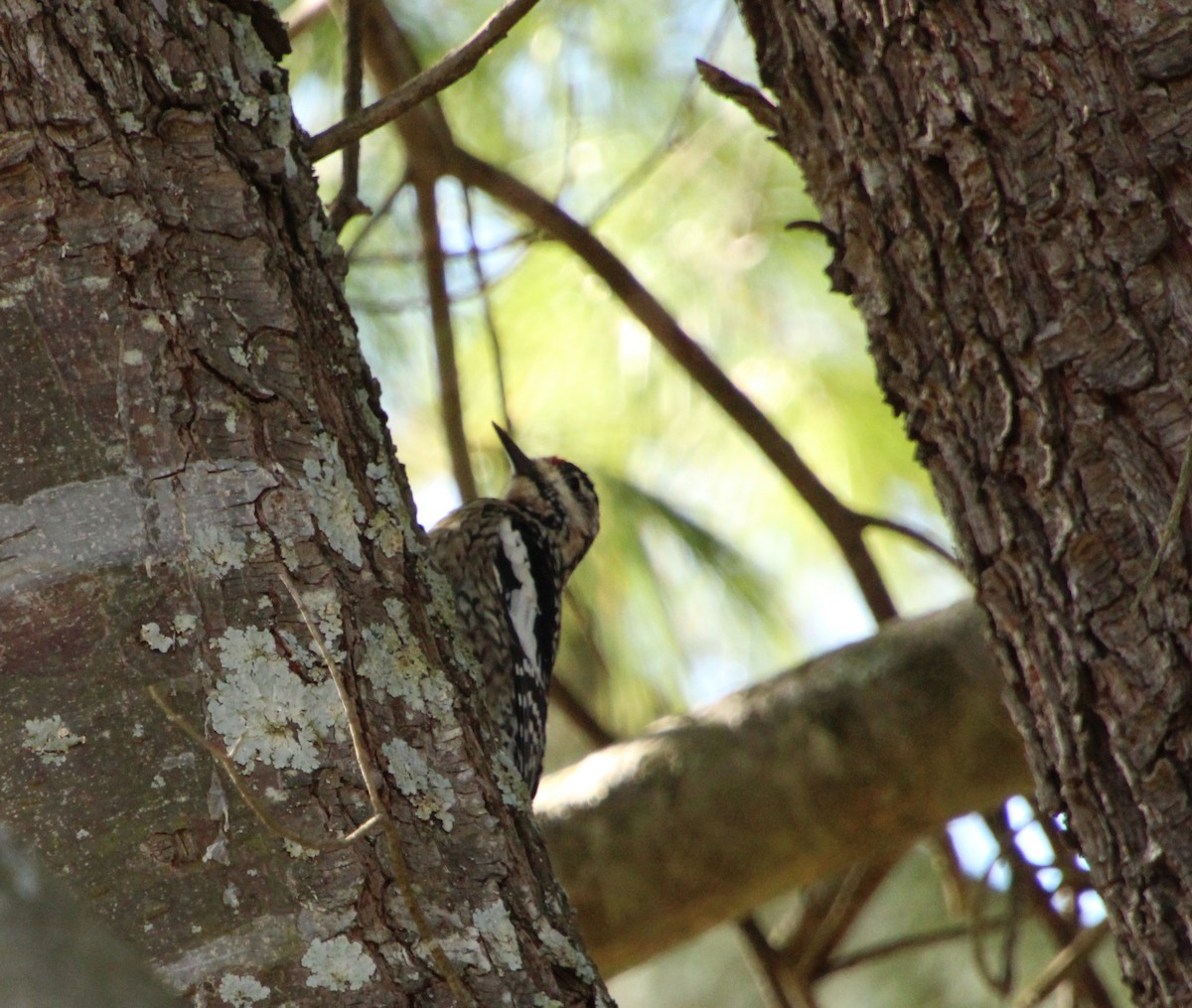 Yellow-bellied Sapsucker - ML550495421