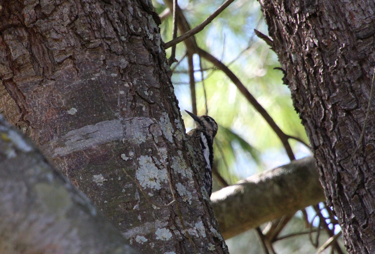 Yellow-bellied Sapsucker - ML550495431