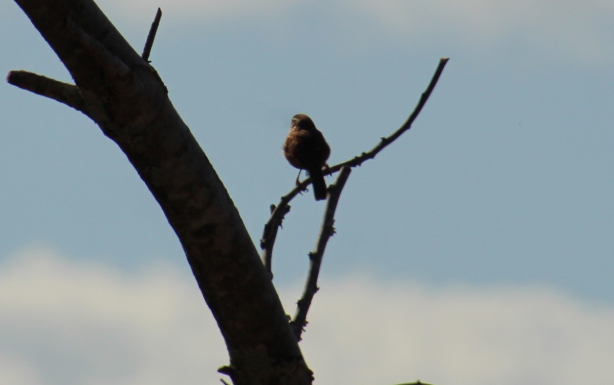 Carolina Wren - ML550495511