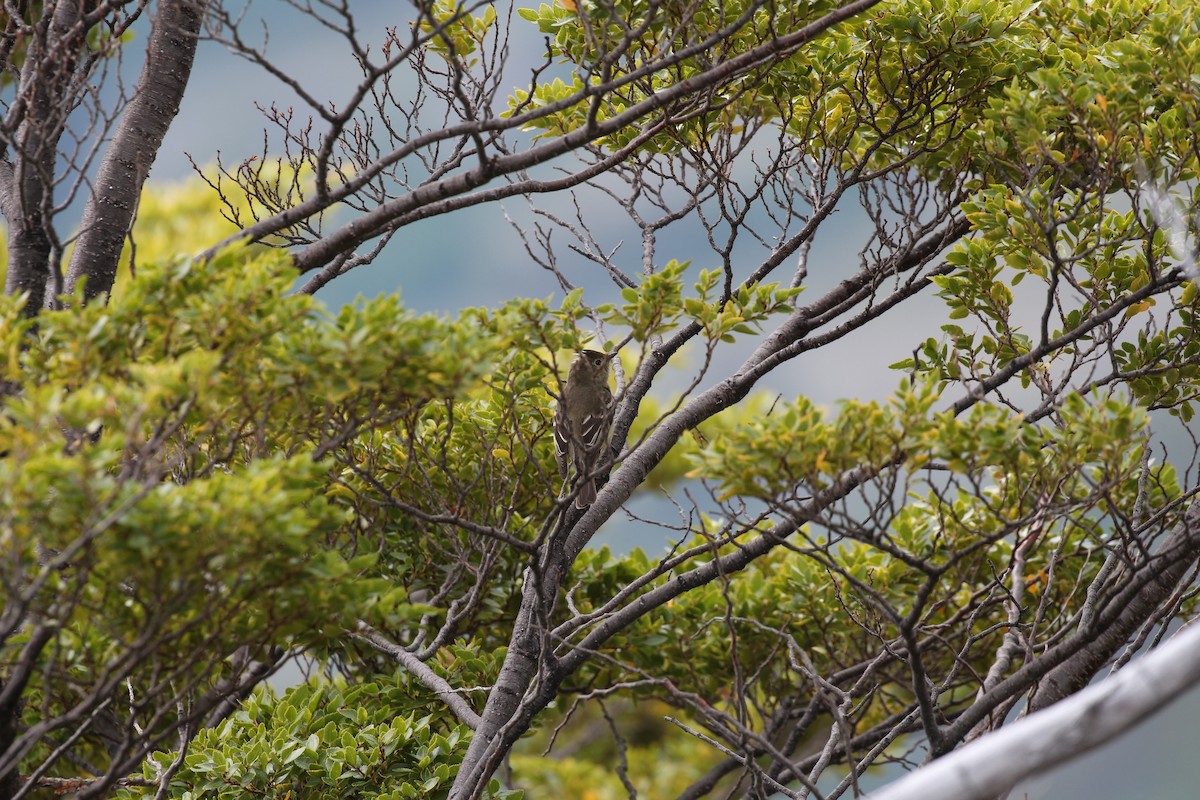 White-crested Elaenia - ML550495851