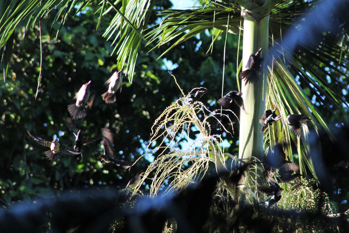 Metallic Starling (Metallic) - ML550495941