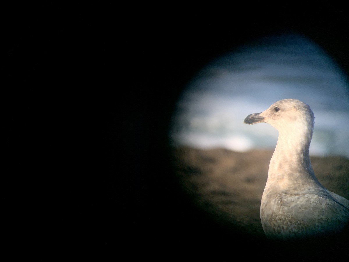 Glaucous-winged Gull - ML55049621