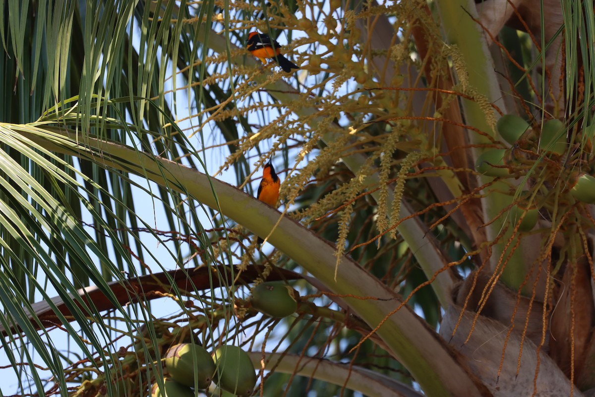 Spot-breasted Oriole - ML550496381