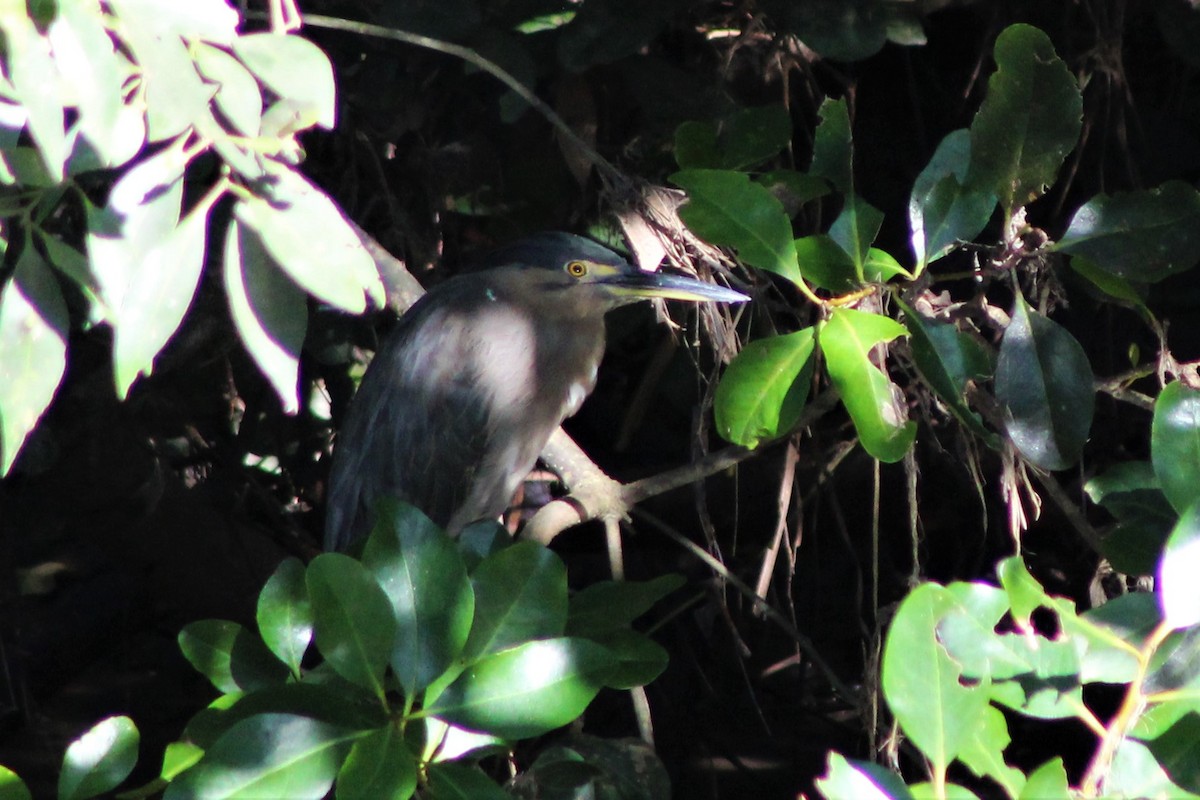 Striated Heron (Old World) - ML550496921