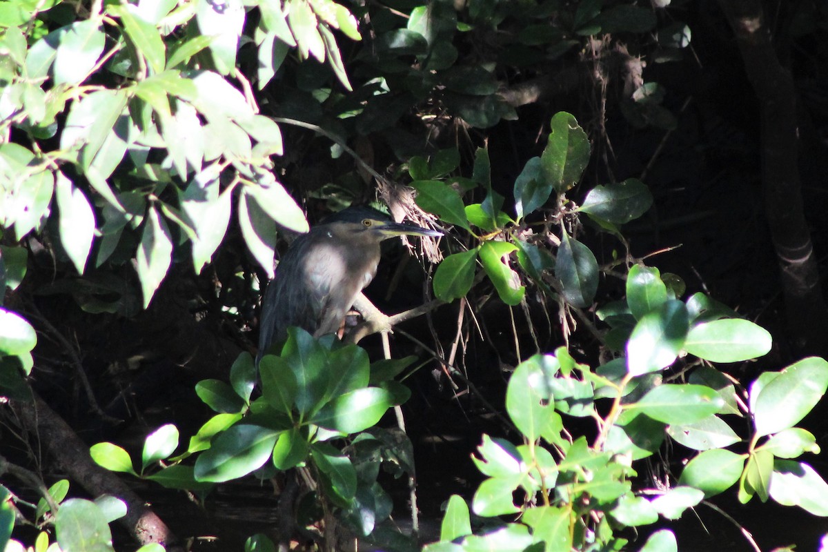 Striated Heron (Old World) - ML550496941