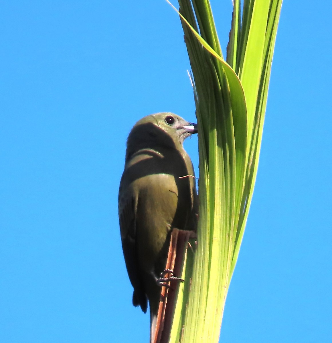 Anambé Degollado - ML550497031